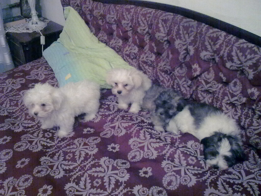 vand pui bichon maltez - Pret | Preturi vand pui bichon maltez