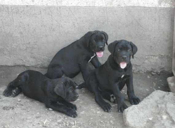 Cane Corso De Vanzare - Pret | Preturi Cane Corso De Vanzare