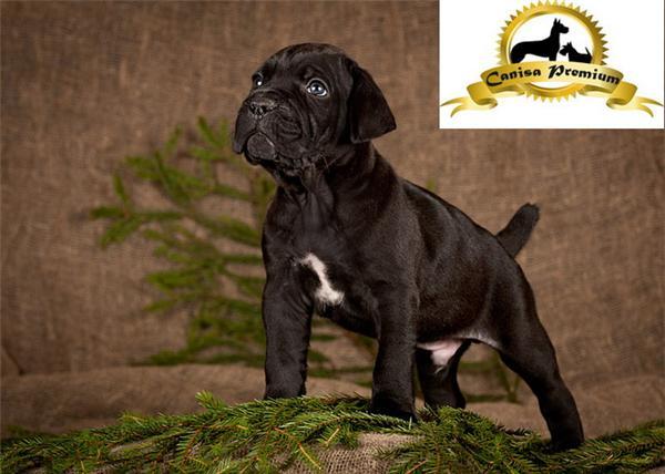 Cane Corso de vanzare - Pret | Preturi Cane Corso de vanzare