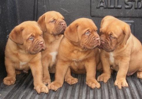 Oferta Dog de Bordeaux - Pret | Preturi Oferta Dog de Bordeaux