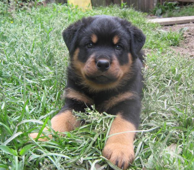 Pui ROTTWEILER - Pret | Preturi Pui ROTTWEILER