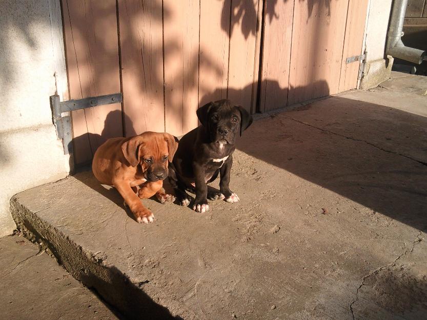 cane corso in varsta de 2 luni - Pret | Preturi cane corso in varsta de 2 luni