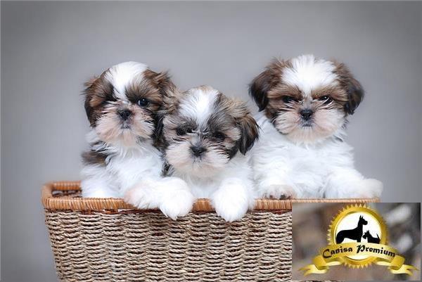 Shih-Tzu de vanzare - Pret | Preturi Shih-Tzu de vanzare