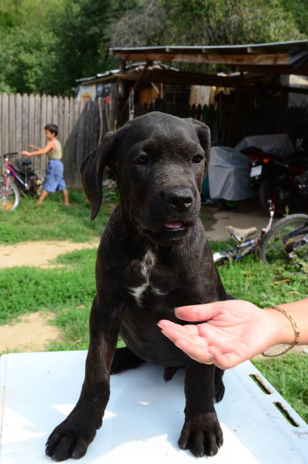 vand pui cane corso - Pret | Preturi vand pui cane corso