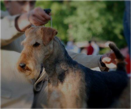 catei AIREDALE TERRIER calitate deosebita - Pret | Preturi catei AIREDALE TERRIER calitate deosebita