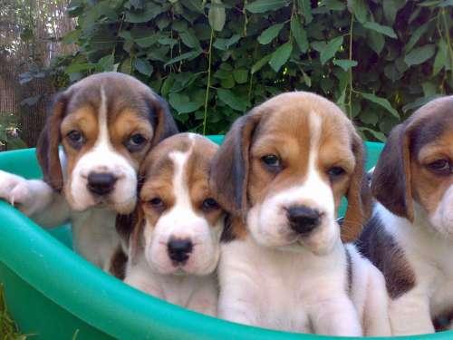 Catei de vanzare rasa Beagle si Labrador - Pret | Preturi Catei de vanzare rasa Beagle si Labrador
