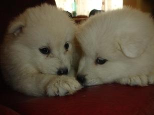 Vand catei Samoyed - Pret | Preturi Vand catei Samoyed