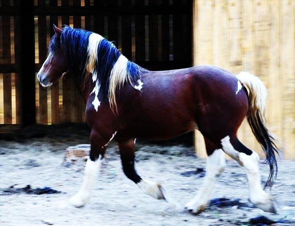 Vand Armasar metis Semigreu , Gypsy vanner.! - Pret | Preturi Vand Armasar metis Semigreu , Gypsy vanner.!