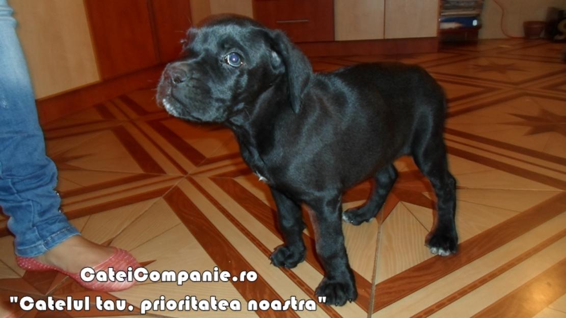 Cane Corso puiuti negri - Pret | Preturi Cane Corso puiuti negri