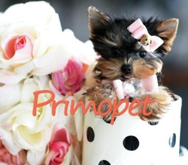 Yorkshire Terrier Toy de Vanzare - Pret | Preturi Yorkshire Terrier Toy de Vanzare