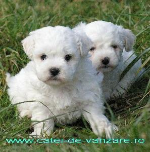 CAINI DE VANZARE BICHON BOLOGNESE - Pret | Preturi CAINI DE VANZARE BICHON BOLOGNESE