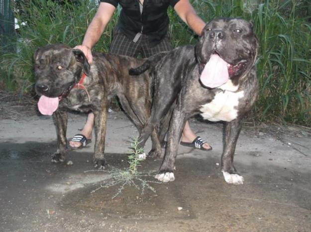 Canisa Balcan vinde pui Perro de Presa Canario(linie Ironbull/Irema Curto) - Pret | Preturi Canisa Balcan vinde pui Perro de Presa Canario(linie Ironbull/Irema Curto)