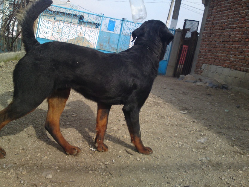 Mascul rottweiler cu pedigree FCI - Pret | Preturi Mascul rottweiler cu pedigree FCI