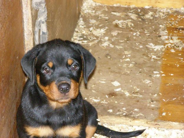 pui rottweiler - Pret | Preturi pui rottweiler