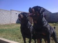 Catei Rottweiler de calitate! - Pret | Preturi Catei Rottweiler de calitate!