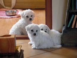 vand bichon bolognese talie mini,albi ca zapada - Pret | Preturi vand bichon bolognese talie mini,albi ca zapada