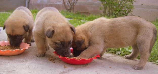 Vand pui Malinois exceptionali - Pret | Preturi Vand pui Malinois exceptionali