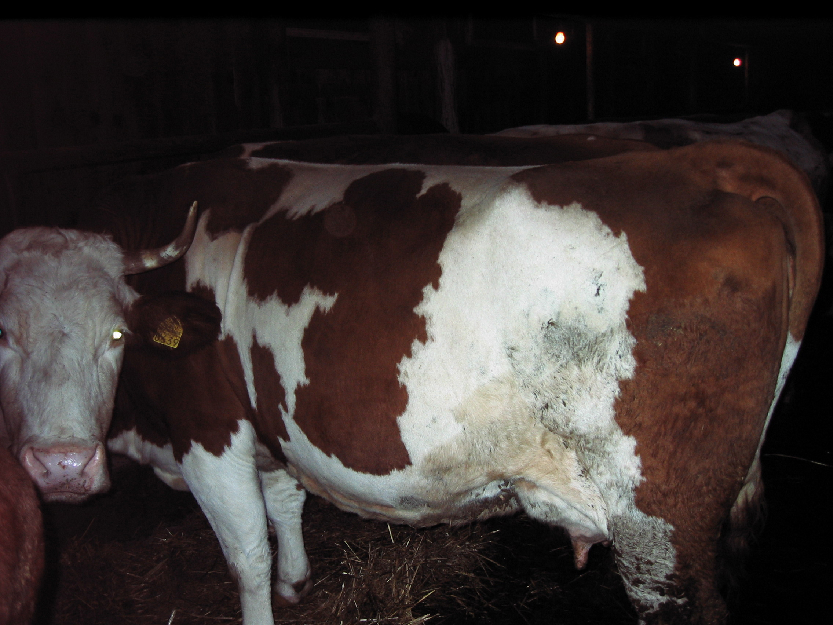 Vacii cui lapte baltata romaneasca - Pret | Preturi Vacii cui lapte baltata romaneasca