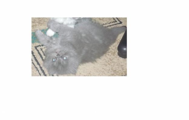 Pisici persane de vanzare - Pret | Preturi Pisici persane de vanzare