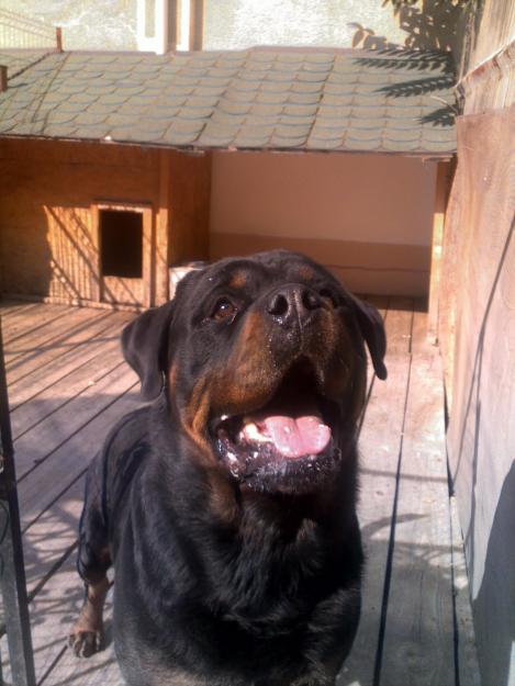 Canisa Windsor - rottweiler - Pret | Preturi Canisa Windsor - rottweiler