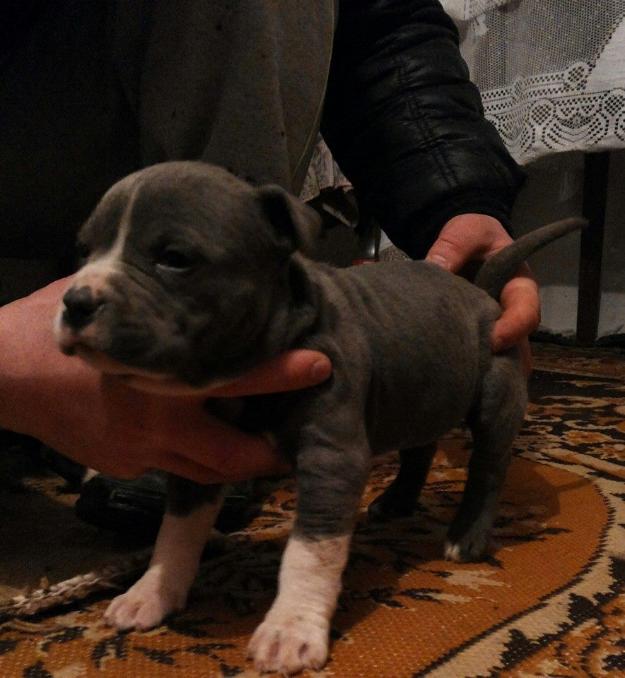 Pitbull blue xxl tip bully - Pret | Preturi Pitbull blue xxl tip bully