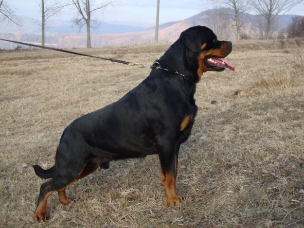 O noua monta de exceptie, rottweileri de talie mare de vanzare in Canisa Rottmaster - Pret | Preturi O noua monta de exceptie, rottweileri de talie mare de vanzare in Canisa Rottmaster