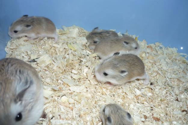 Hamsteri Roborovski Mici si Dragalasi - Pret | Preturi Hamsteri Roborovski Mici si Dragalasi