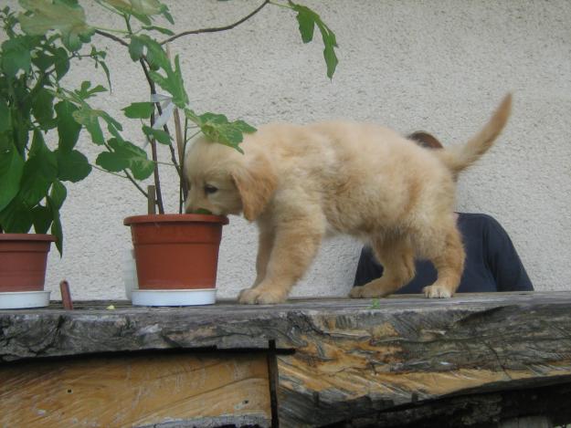 beagle si golden retriever - Pret | Preturi beagle si golden retriever