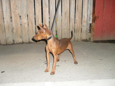 Pinscher Pitic - Pret | Preturi Pinscher Pitic