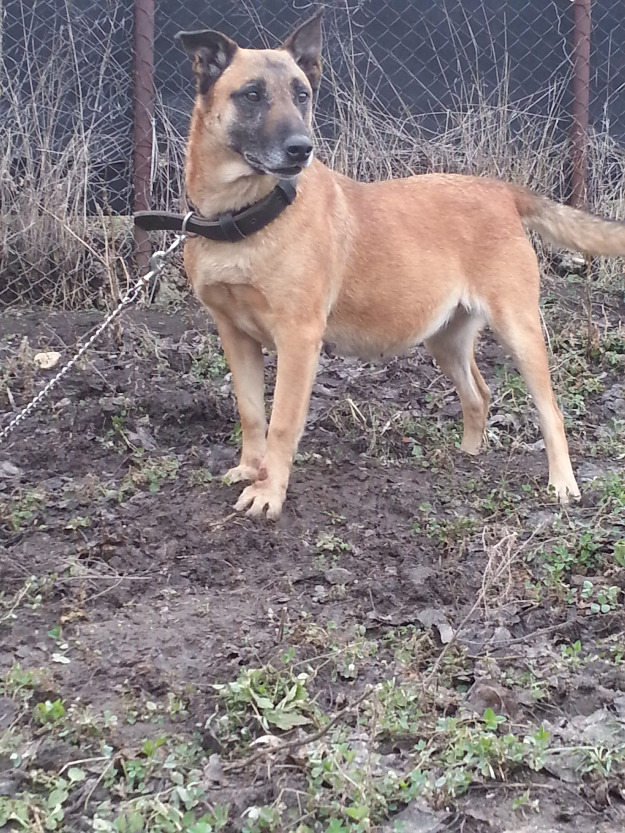 Ciobanesc belgian malinois - Pret | Preturi Ciobanesc belgian malinois