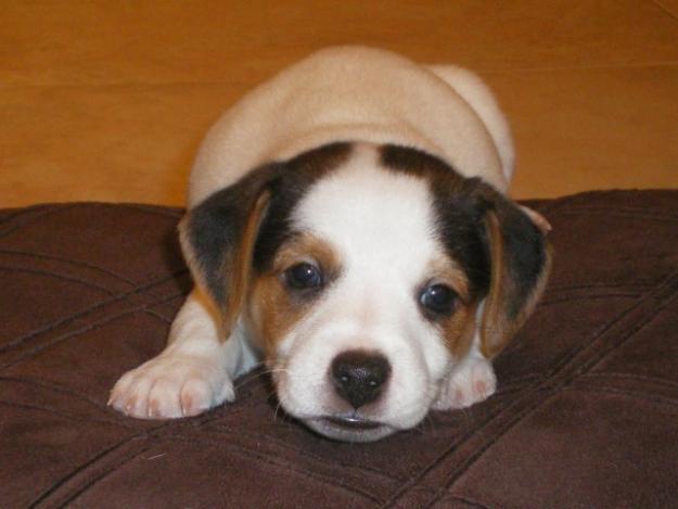 JACK RUSSEL TERRIER 800 RON - Pret | Preturi JACK RUSSEL TERRIER 800 RON