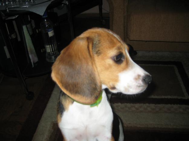 Vand femela Beagle 2 ani - Pret | Preturi Vand femela Beagle 2 ani