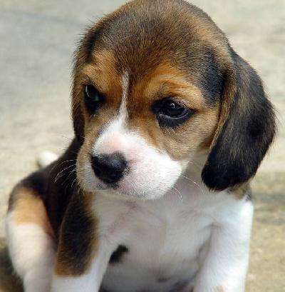 Oferta catei beagle - Pret | Preturi Oferta catei beagle