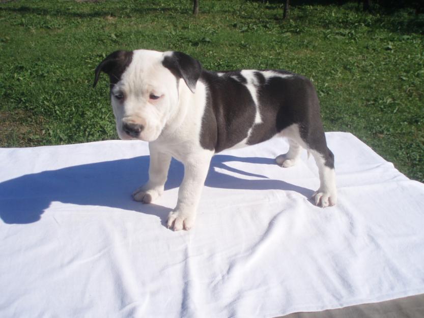 catei Amstaff cu pedigree - Pret | Preturi catei Amstaff cu pedigree