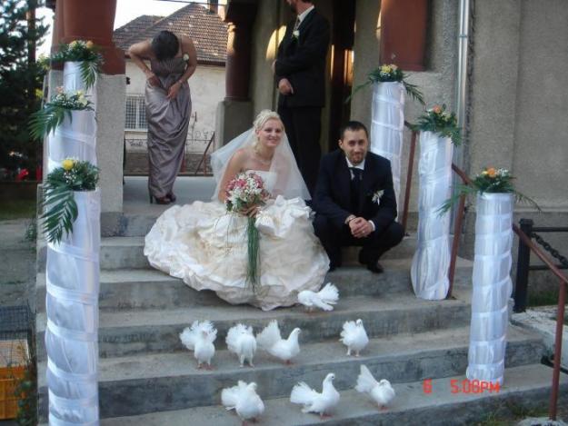 porumbei pentru nunti - Pret | Preturi porumbei pentru nunti