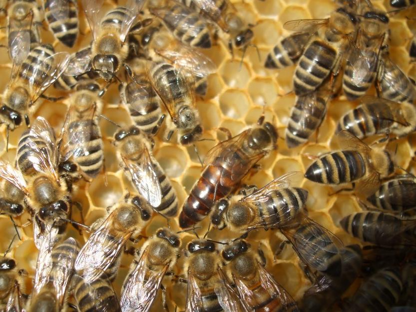 roiuri si regine albine anecbalice extratimpurii mai 2014 - Pret | Preturi roiuri si regine albine anecbalice extratimpurii mai 2014