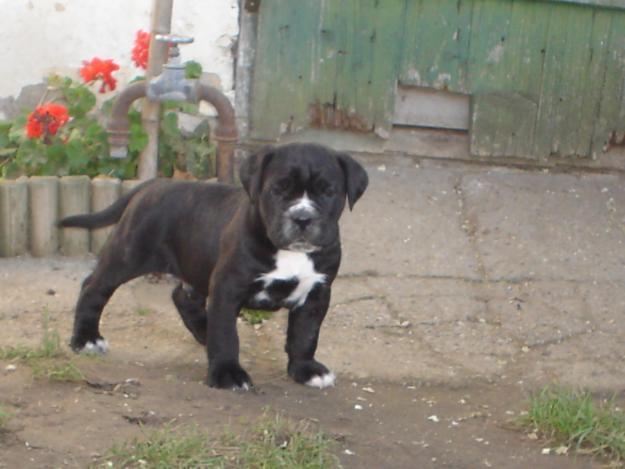 Cane Corso de Vanzare - Pret | Preturi Cane Corso de Vanzare