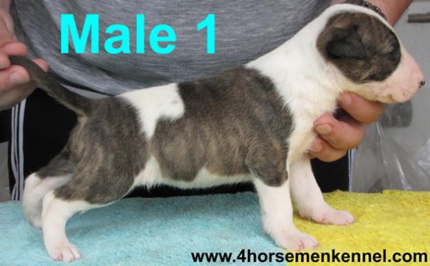 Canisa Four HorseMen - Pui Bull Terrier de vanzare - Pret | Preturi Canisa Four HorseMen - Pui Bull Terrier de vanzare