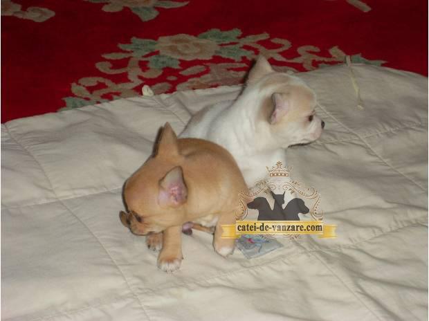Chihuahua Extra toy de vanzare - Pret | Preturi Chihuahua Extra toy de vanzare