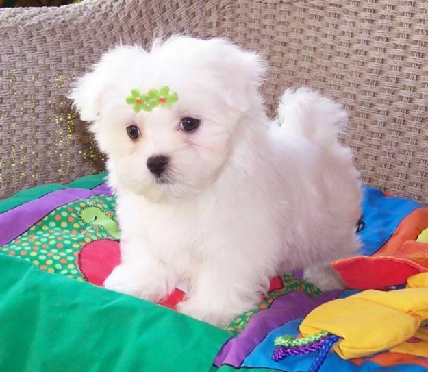 BICHON MALTESE 700 RON - Pret | Preturi BICHON MALTESE 700 RON