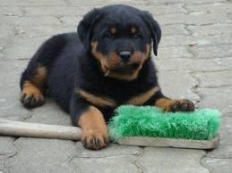 Vand Pui Rottweiler - Pret | Preturi Vand Pui Rottweiler