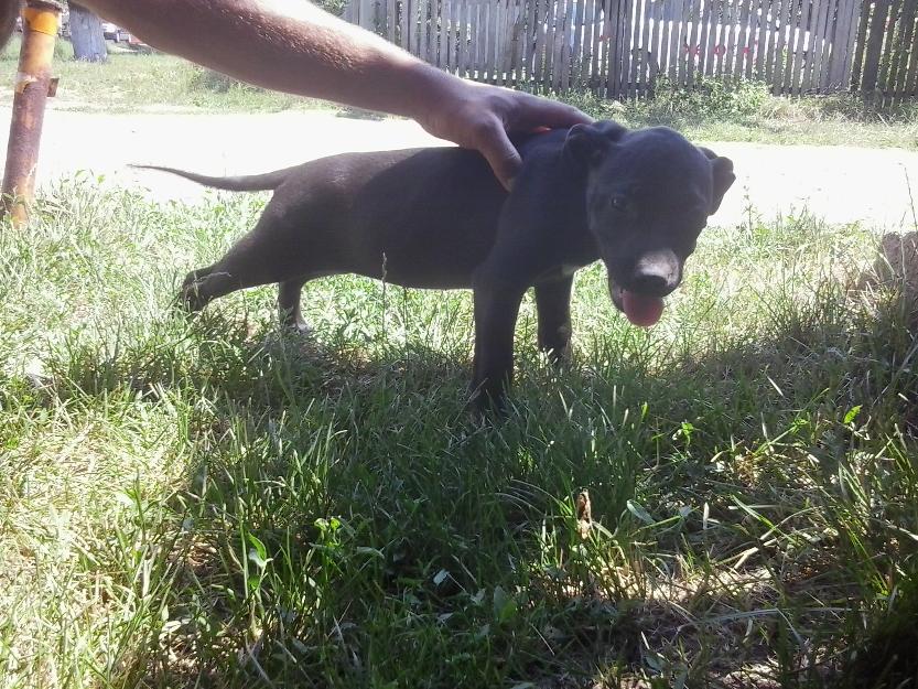 Cateluse pitbull - Pret | Preturi Cateluse pitbull