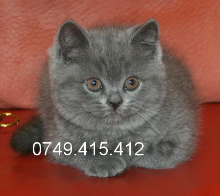vindem pisicute British Shorthair (Blue, Silver Tabby, Cream) - Pret | Preturi vindem pisicute British Shorthair (Blue, Silver Tabby, Cream)