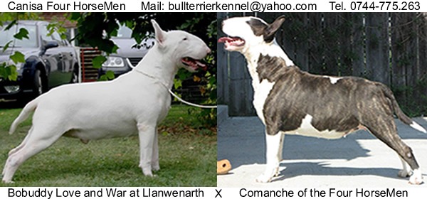 Canisa Four HorseMen - pui Bull Terrier de vanzare - Pret | Preturi Canisa Four HorseMen - pui Bull Terrier de vanzare