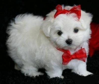 oferta catei bichon maltez - Pret | Preturi oferta catei bichon maltez