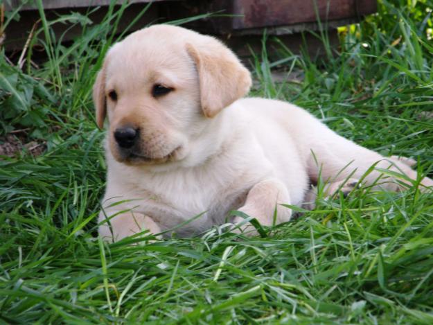 Vand catelusi labrador retriever - Pret | Preturi Vand catelusi labrador retriever