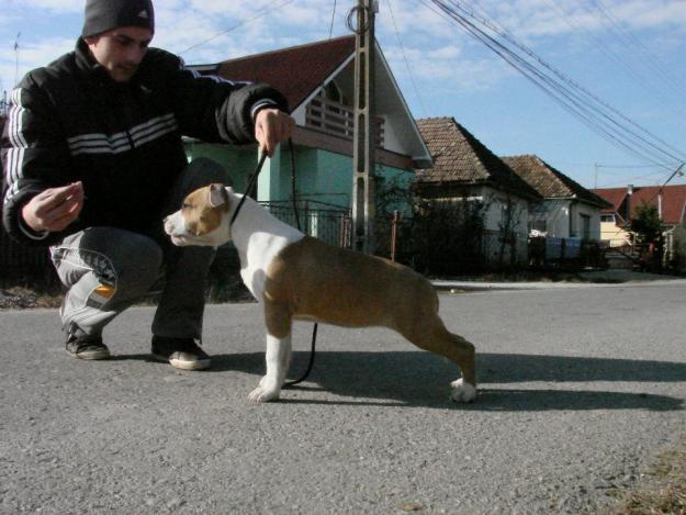 Amstaff de vanzare pui - Pret | Preturi Amstaff de vanzare pui