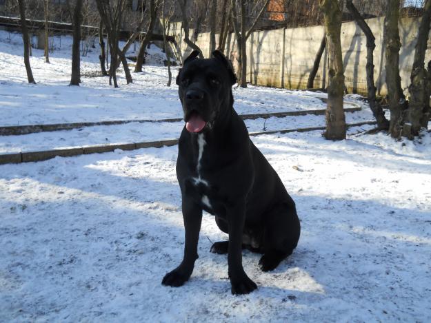 cane corso - Pret | Preturi cane corso