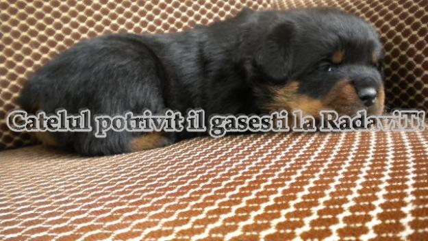 Rottweiler - catei de rasa pura,transport de Craciun - Pret | Preturi Rottweiler - catei de rasa pura,transport de Craciun