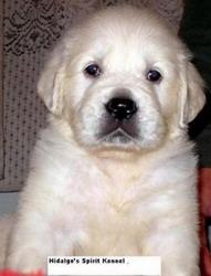 Pui Golden Retriever superbi! - Pret | Preturi Pui Golden Retriever superbi!